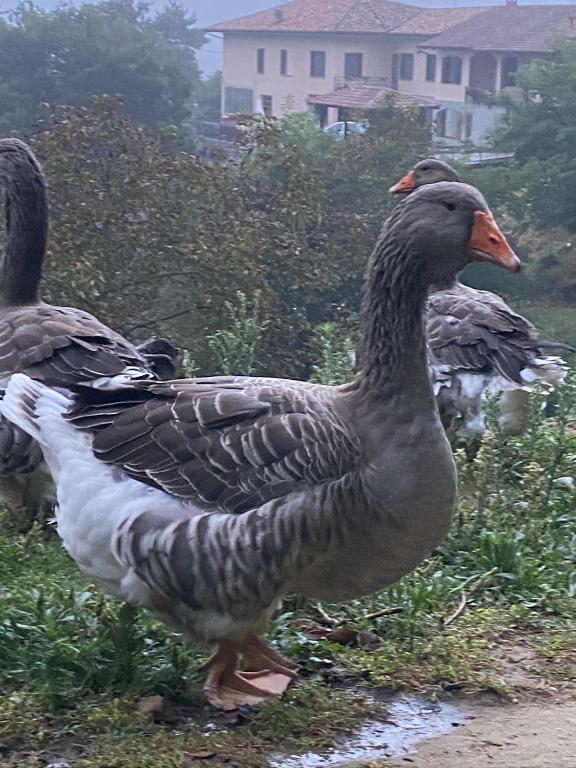 Zvířata v venkovského domu nebo okolí