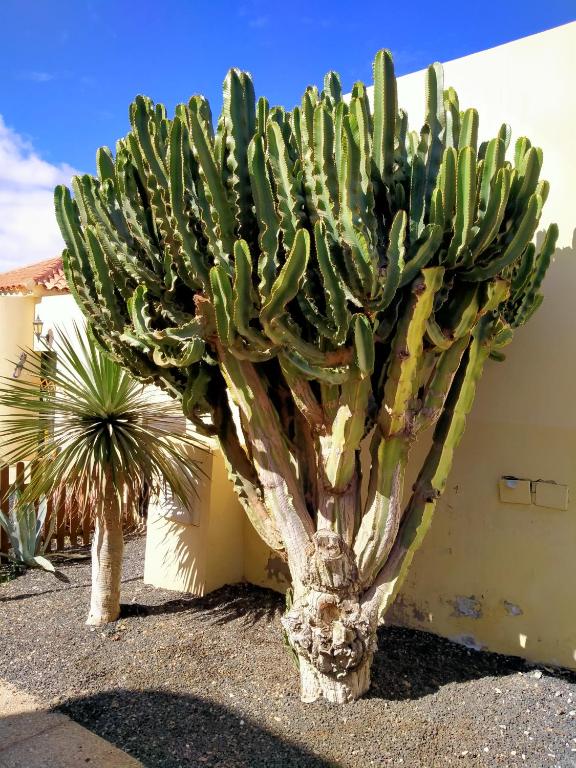 Fotografie z fotogalerie ubytování Casa Alma v destinaci Caleta De Fuste