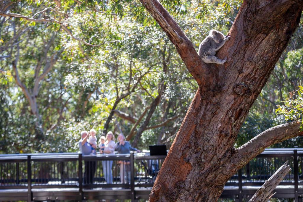 Fotografie z fotogalerie ubytování Port Stephens Koala Sanctuary v destinaci One Mile