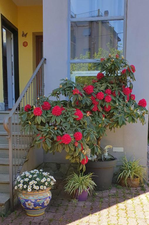 Zahrada ubytování Guest house Il Giardino in Città