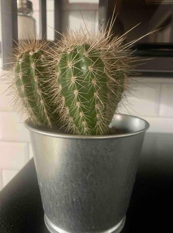 PUERTA DE CACERES Apartamento 4 - 15