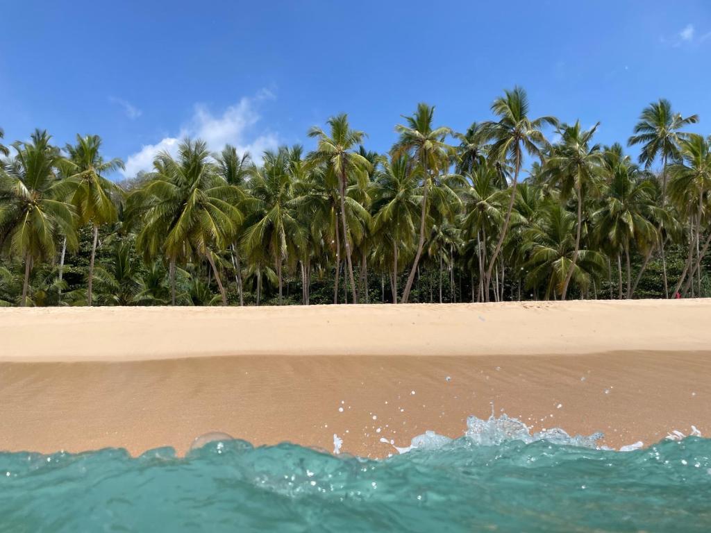 un grupo de palmeras en una playa con el océano en Tanzanite place, en Tangalle