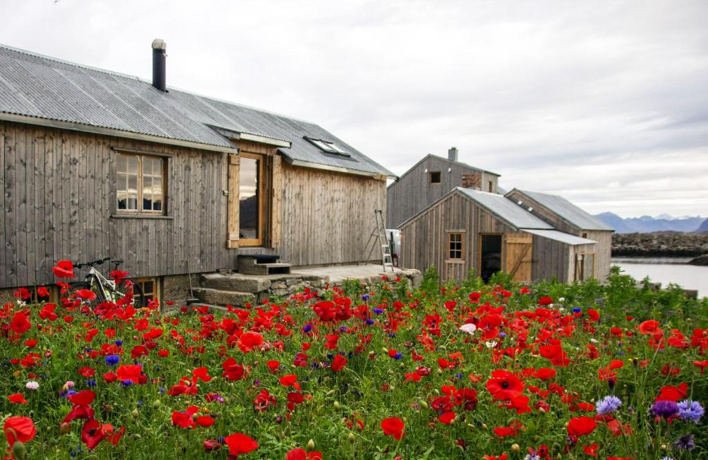 ein Feld roter Blumen vor den Häusern in der Unterkunft Fisherman's cabin in Kvalnes
