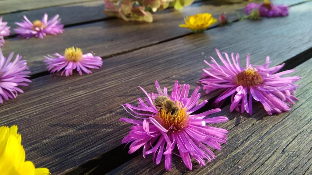 Fotografia z galérie ubytovania Haus Flora am Kaiser v destinácii Niederndorf