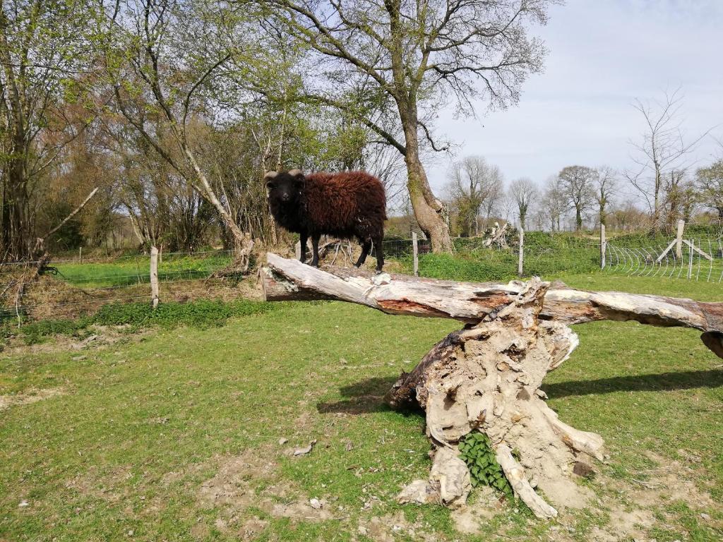 Zvířata v prázdninového domu nebo okolí