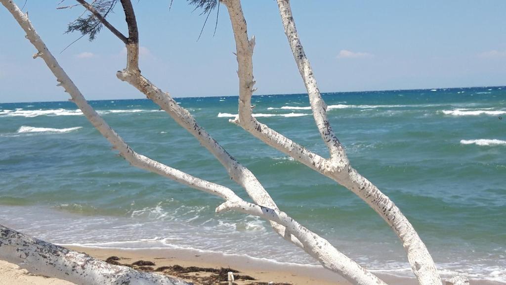 a tree on the beach near the water at Perea white suites in Perea