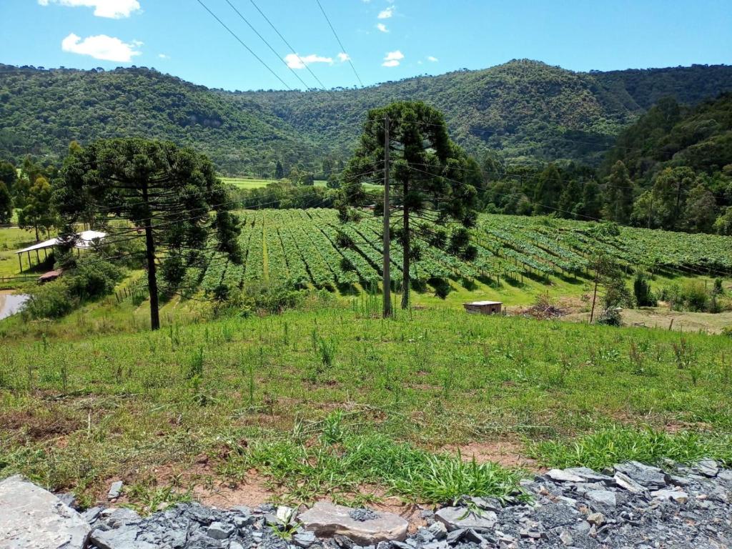 Cabana Uva Niágara