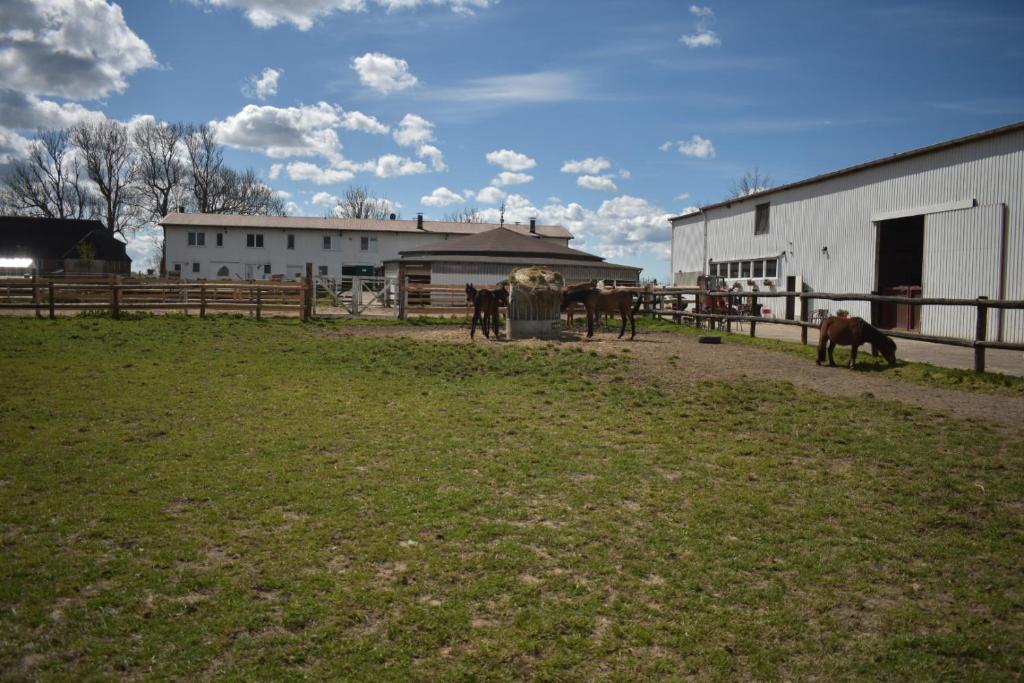 Zvířata v apartmánu nebo okolí