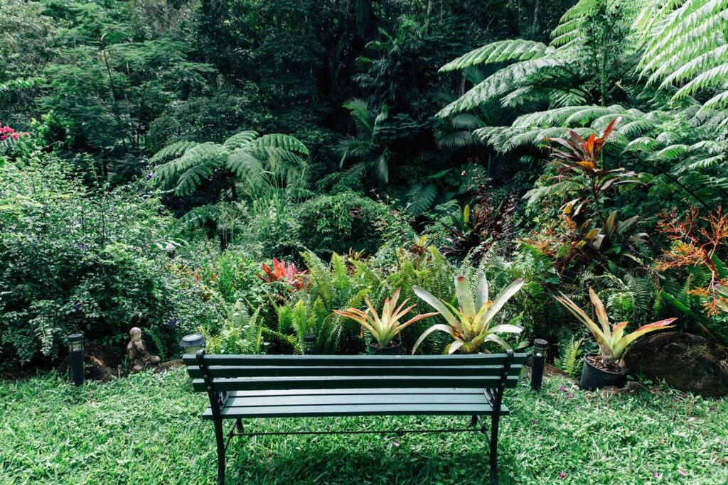 Zahrada ubytování Studio in the Rainforest