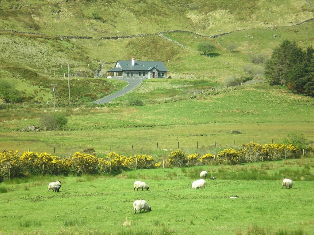 uma manada de ovinos a pastar num campo com uma casa em Mountainview B&B em Leenaun