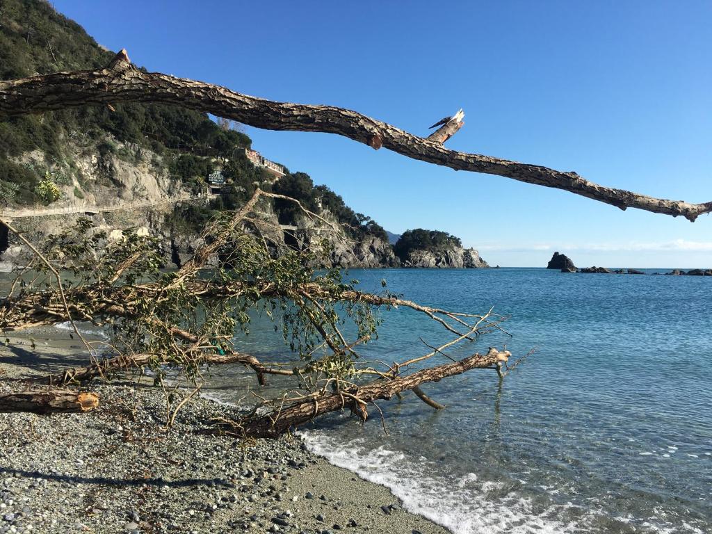 a tree branch laying on the beach near the water at LE CINQUE VELE ***** Cinque Terre in Monterosso al Mare
