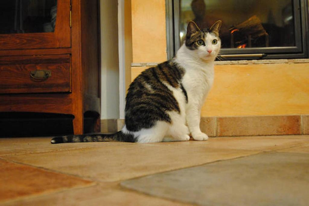 a cat sitting on the floor in front of a door at B&B la casa di Arturo in Turin