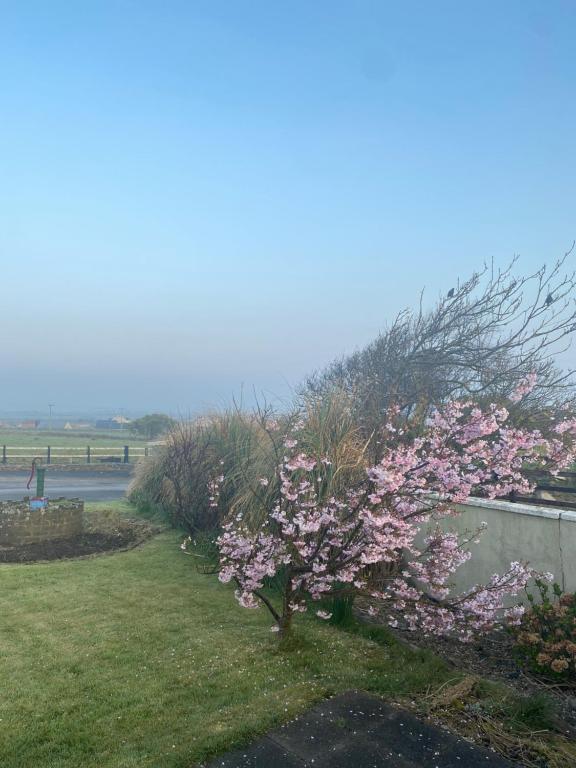 Zahrada ubytování Clonmore Lodge B&B