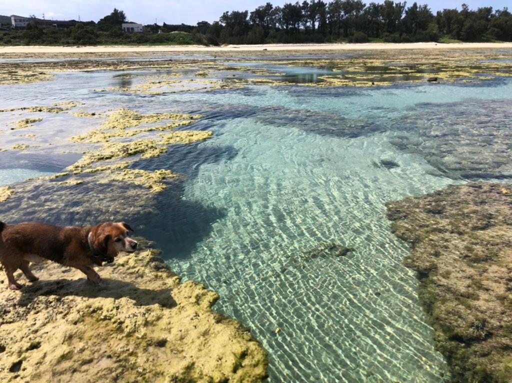 a dog standing in the water on the beach at ゴールデンマイルヴィラ in Amami