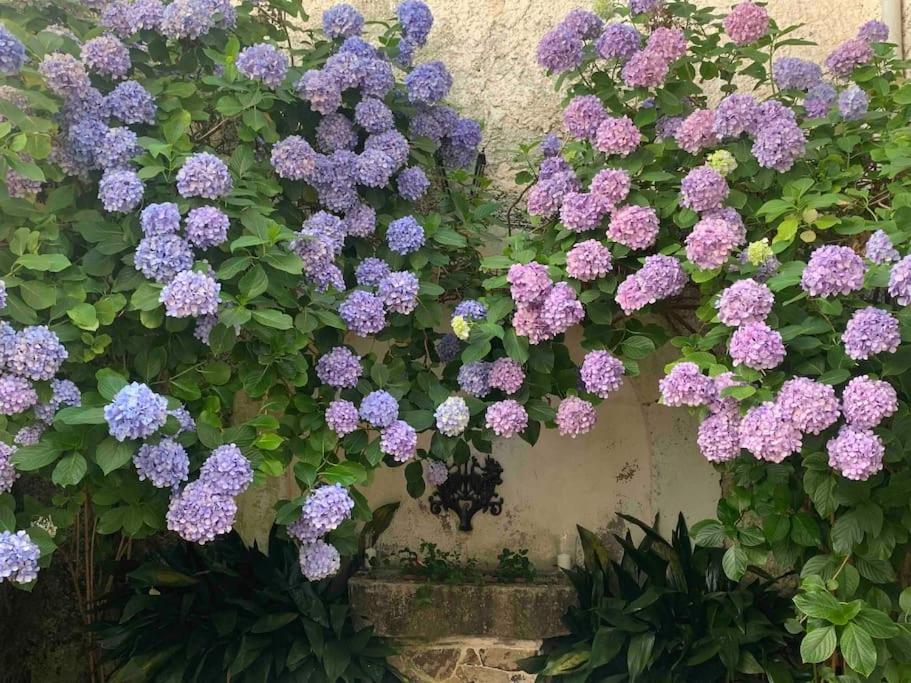 a bunch of purple flowers on a wall at La dimora di Adelaide in Maratea