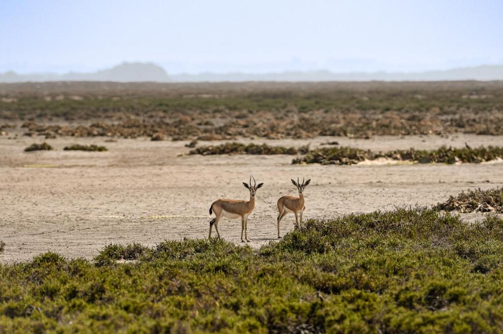Altri animali domestici presso il campeggio o nei dintorni