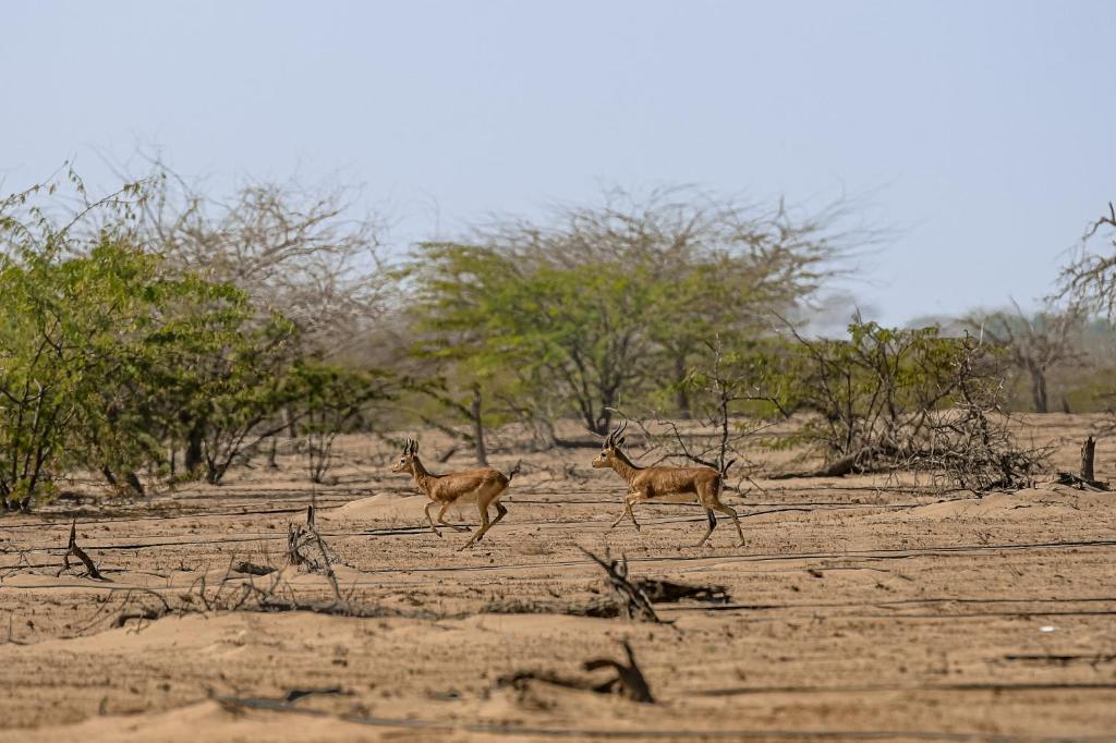 Altri animali domestici presso il campeggio o nei dintorni