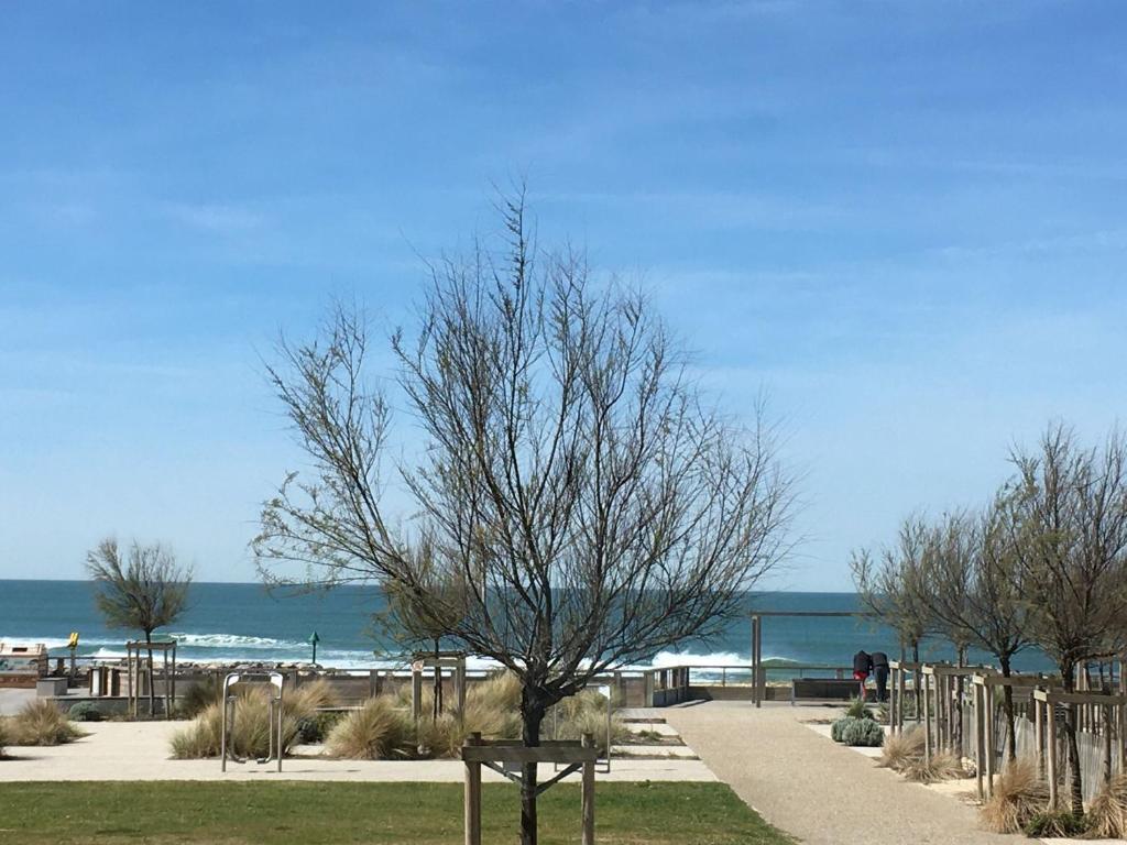 a tree in a park next to the beach at Appartement La Corniche Vue océan in Mimizan-Plage