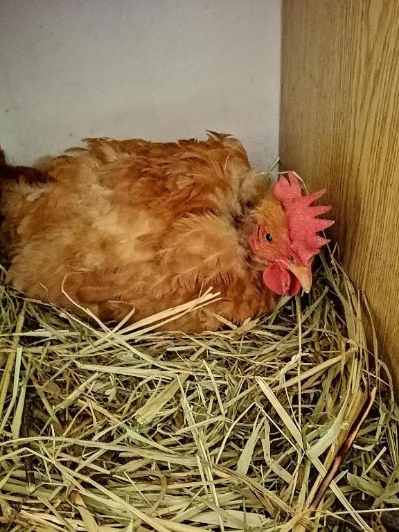 Zvířata v apartmánu nebo okolí