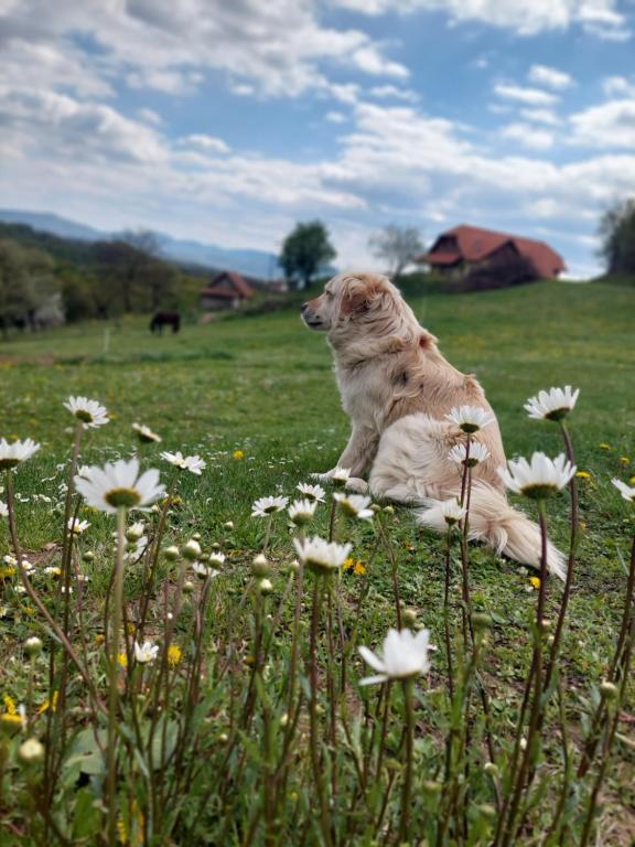 Domácí mazlíčci ubytovaní s hosty v ubytování Masnec Tourist Farm