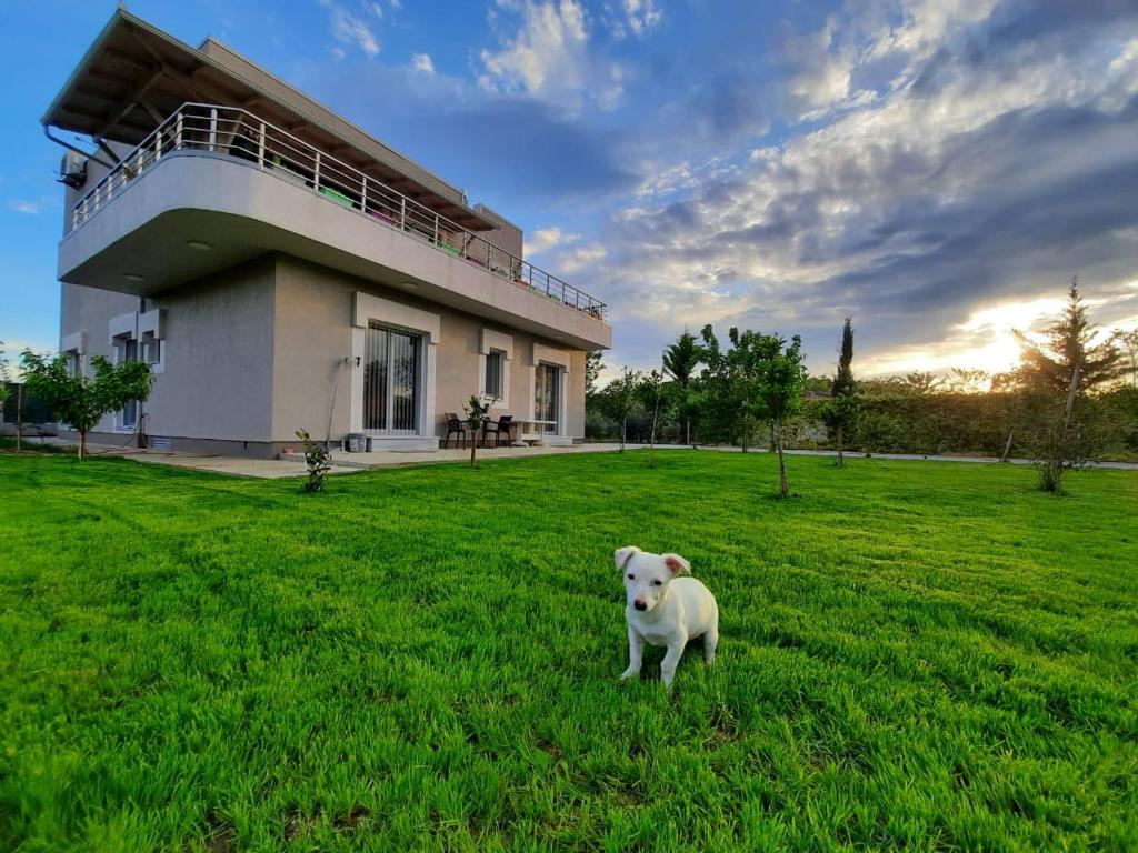 un chien blanc debout dans l'herbe devant une maison dans l'établissement HILLTOP HIDEAWAY, à Elbasan