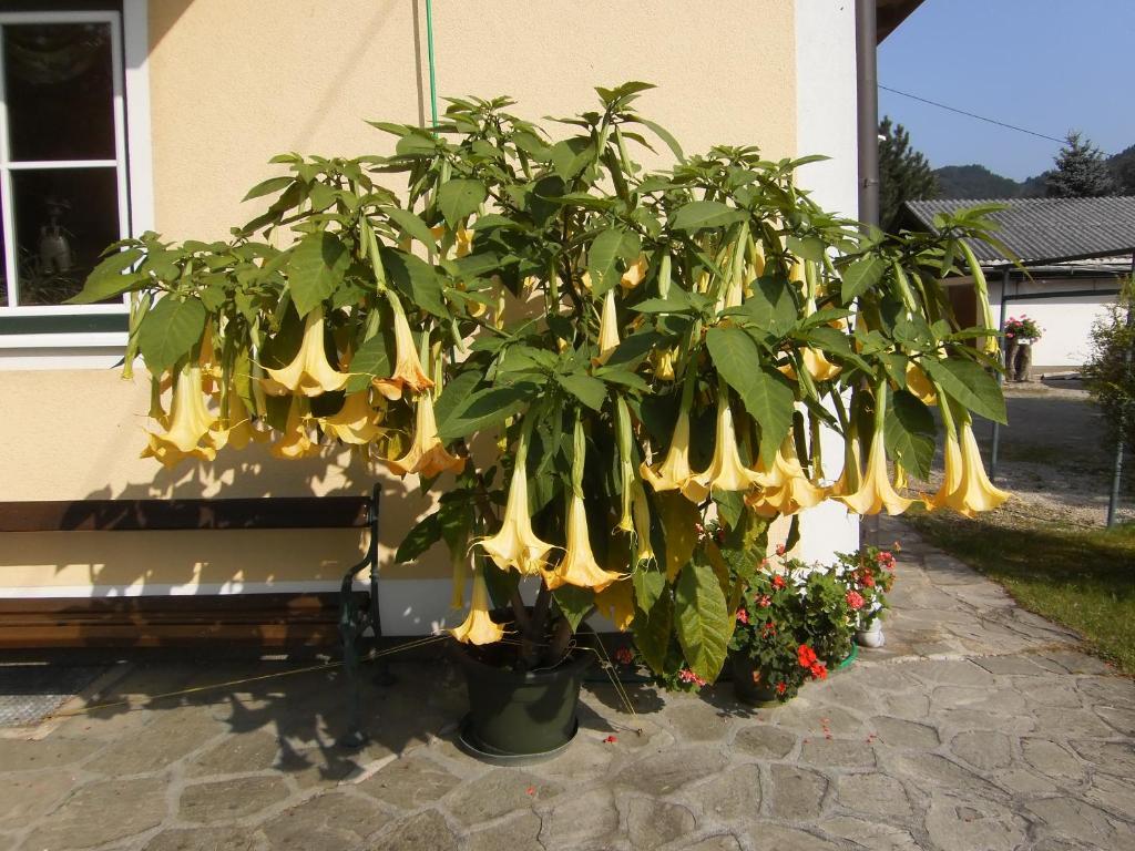 Zahrada ubytování Pension Salzburger Hof