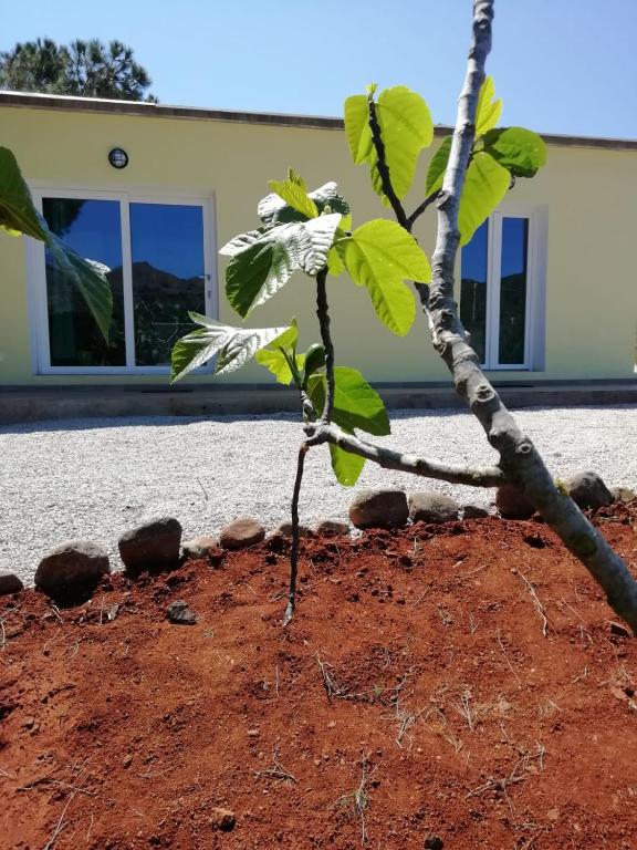 a small tree in front of a building at La casa dei fichi in Porto Azzurro