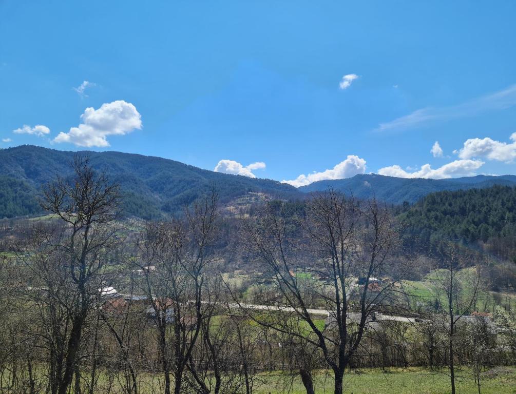 a group of trees in a field with mountains in the background at Guest House Rankić in Mokra Gora