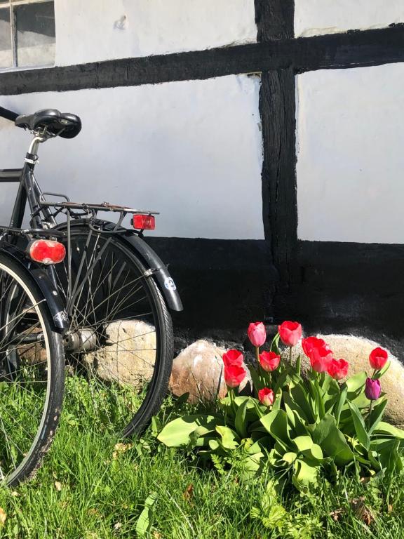 Jízda na kole v ubytování Apple Cottage nebo okolí
