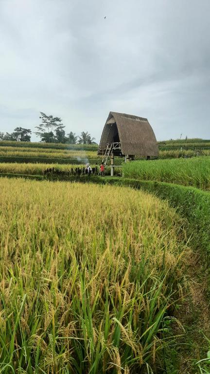 a field of grass with a barn in the background at Batan Nyuh Retreat in Gianyar