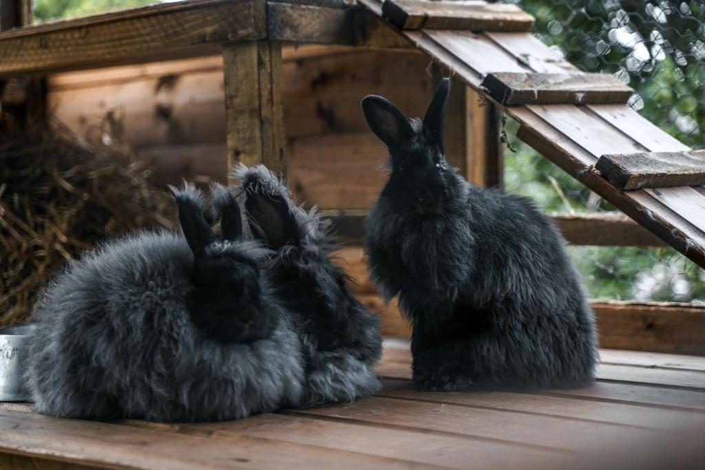 Zvířata v kempu nebo okolí