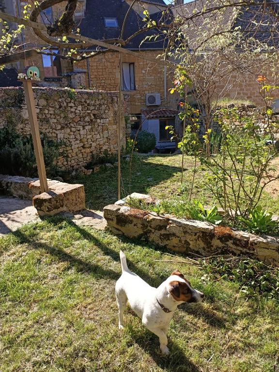 un petit chien debout dans l'herbe dans une cour dans l'établissement Maison de caractère au cœur de la cité médiévale de Gourdon, à Gourdon
