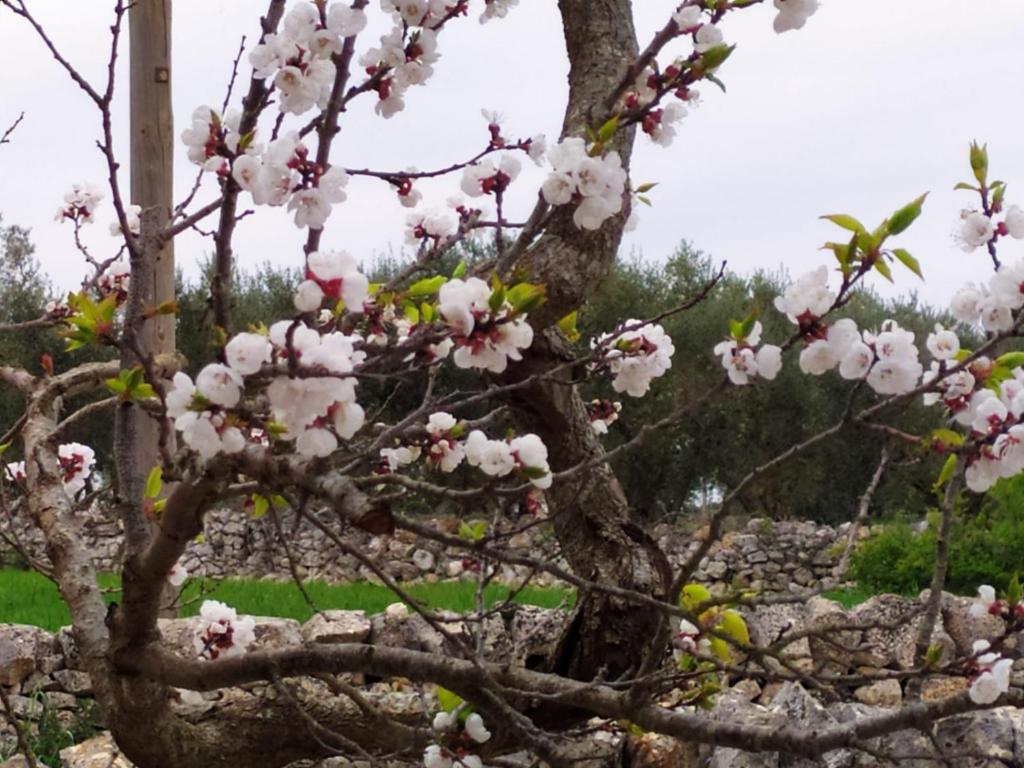 Zdjęcie z galerii obiektu Trulli Demetra w mieście Martina Franca