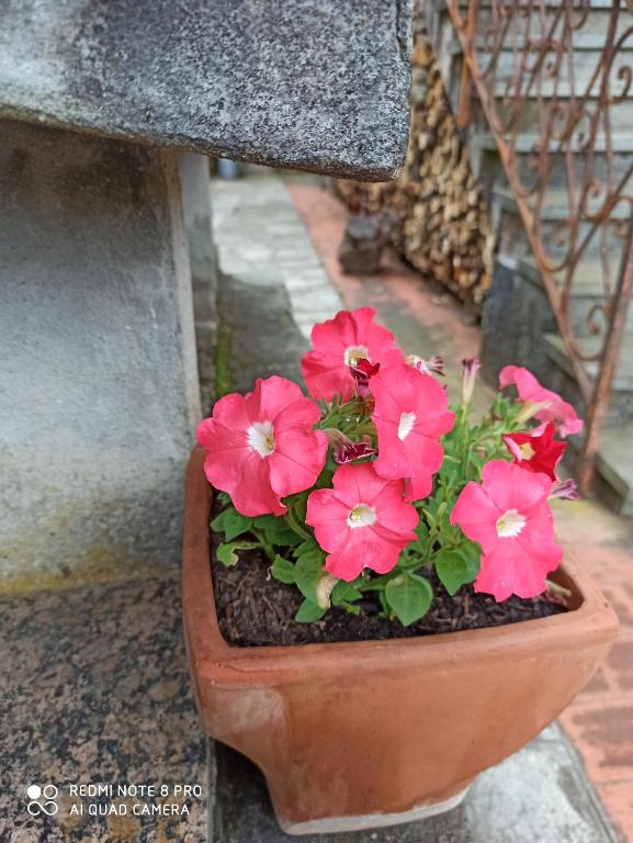 une plante en pot avec des fleurs rouges dans l'établissement Bed & Breakfast Le cicale e la formica, à Casarza Ligure