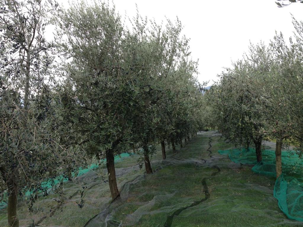 Vonkajšia záhrada v ubytovaní Agrialpi by Salfrutta