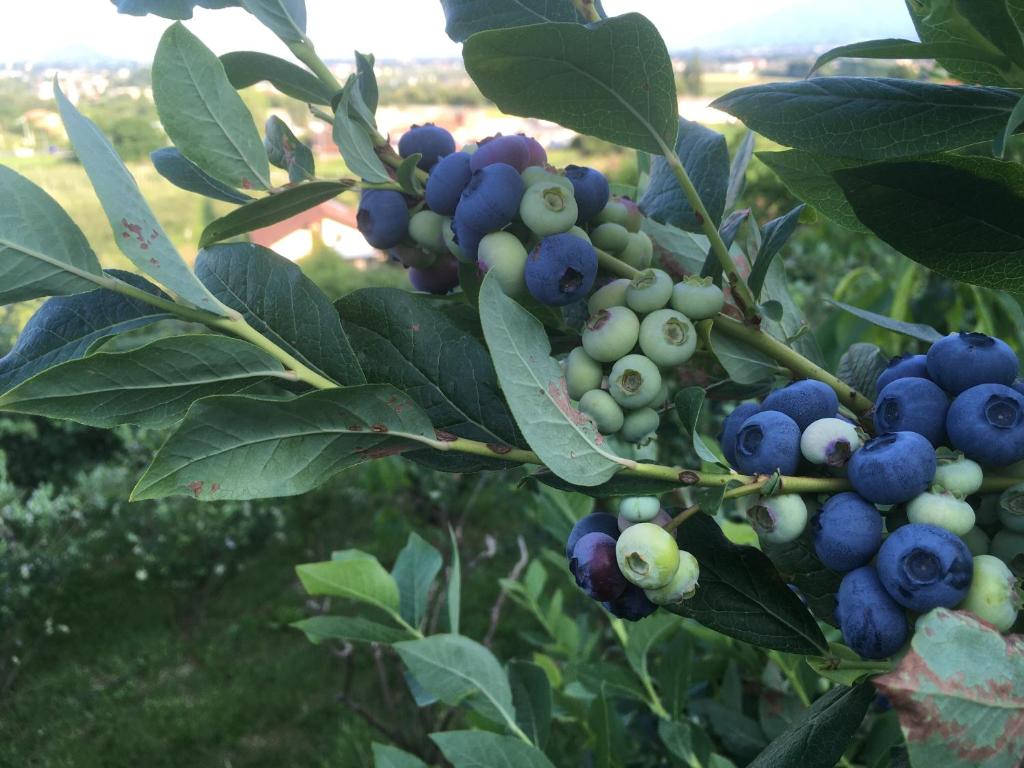 Vonkajšia záhrada v ubytovaní Agrialpi by Salfrutta