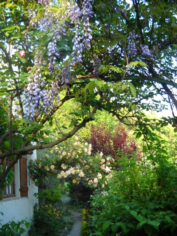 Un árbol con flores púrpuras en un jardín en Gîte Trinacria, en Breil-sur-Roya