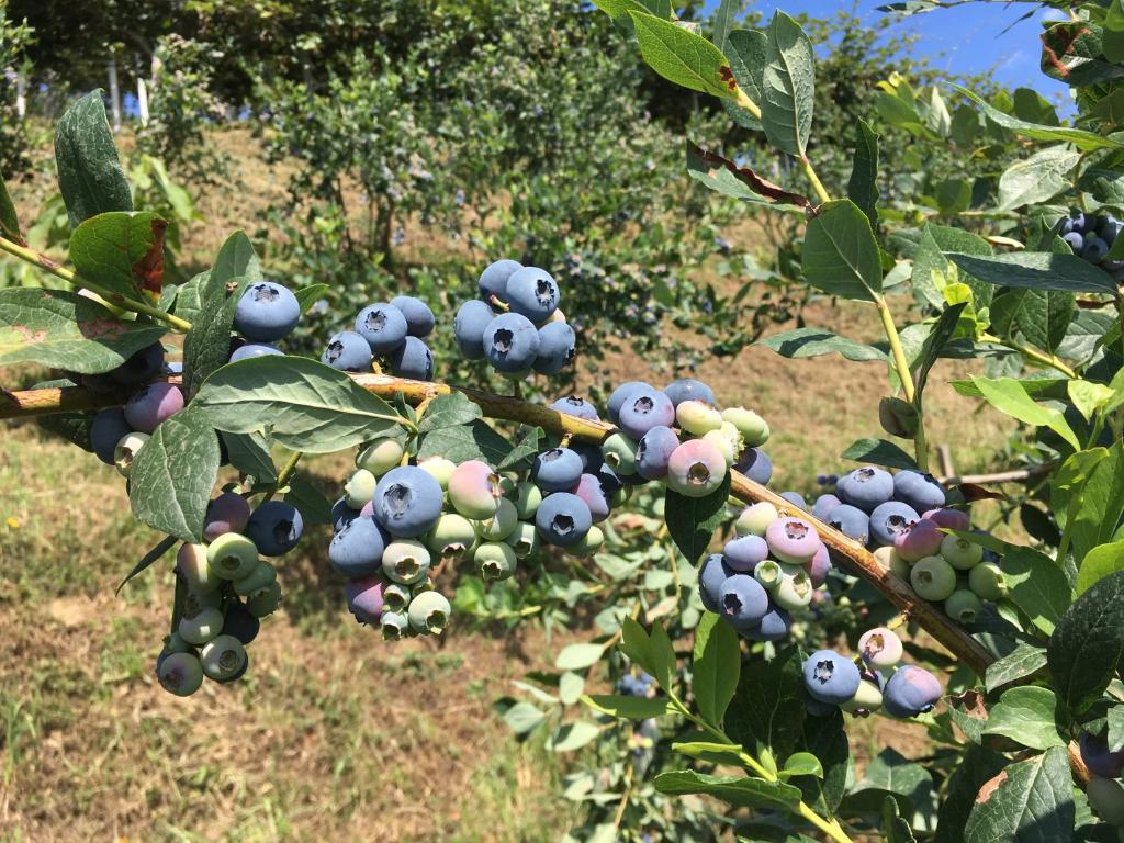 Vonkajšia záhrada v ubytovaní Agrialpi by Salfrutta