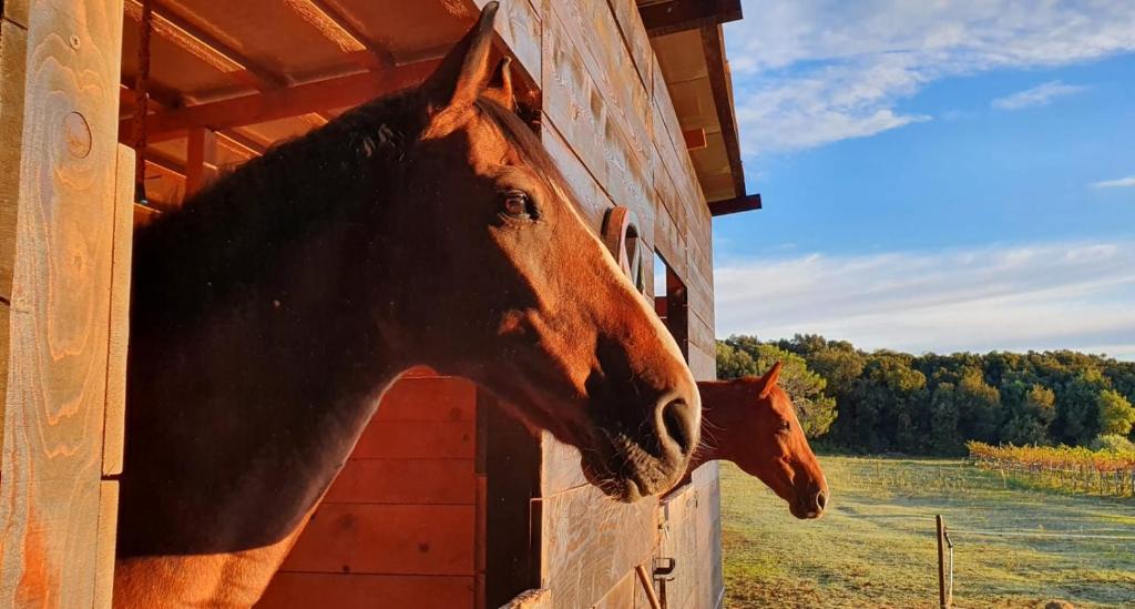 Fotografie z fotogalerie ubytování Guesthouse Ava v Rovinji