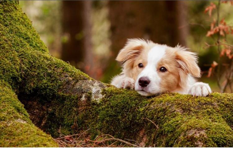 a brown and white dog laying on a moss covered rock at Peregrine Lodge - idillic Cornwall retreat in Liskeard