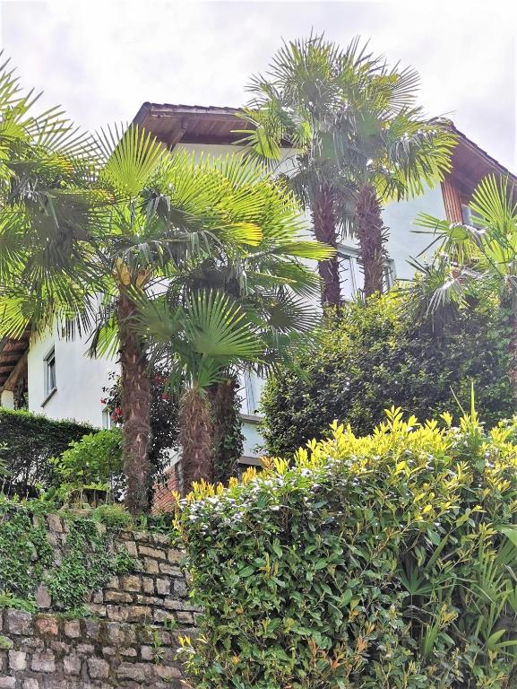 Zahrada ubytování Casa le palme -Montagnola