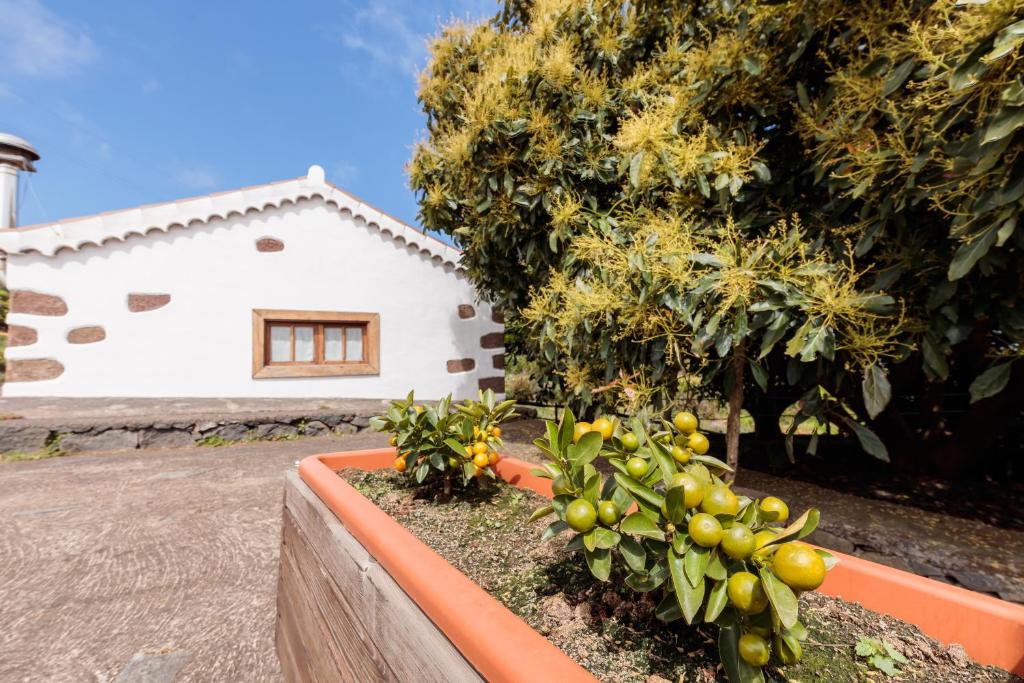 A garden outside Facundo B