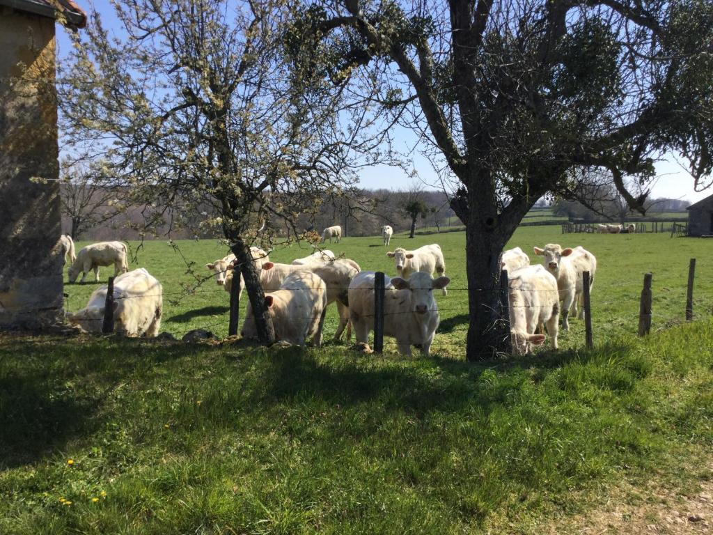 Tiere im Ferienhaus oder in der Nähe