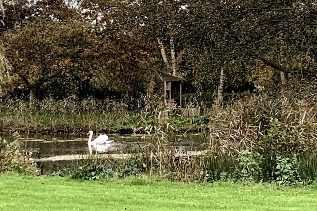 a swan swimming in a pond in a field at Gatekeeper Cottage in Norwich