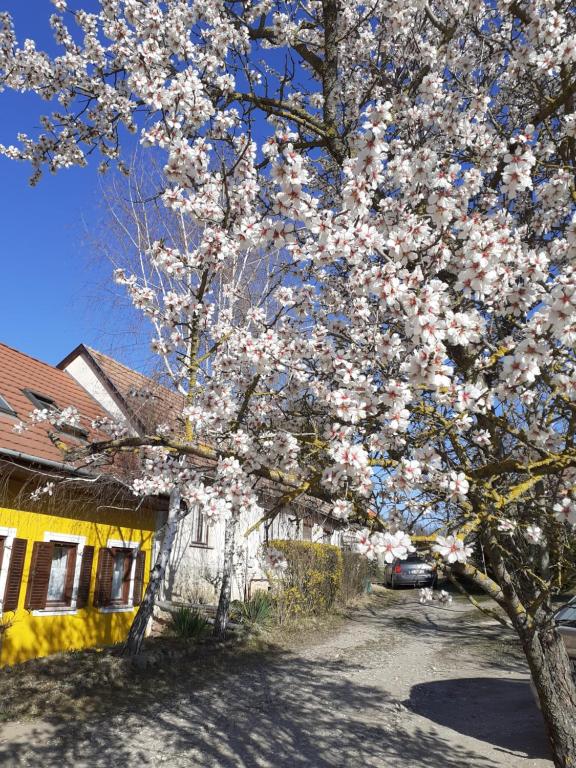 a flowering tree in front of a yellow house at Éva Vendégház in Tata