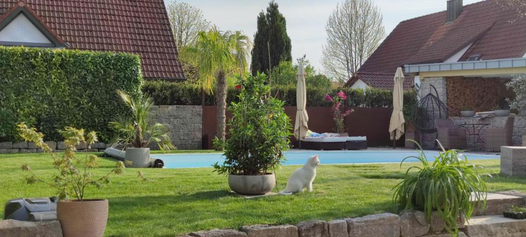a white cat sitting in the grass near a pool at Bel giardino in Friedrichshafen