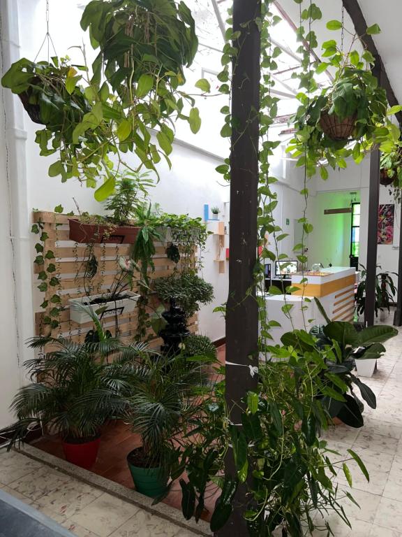 Zahrada ubytování Casa Blanca San Antonio Hostal Boutique