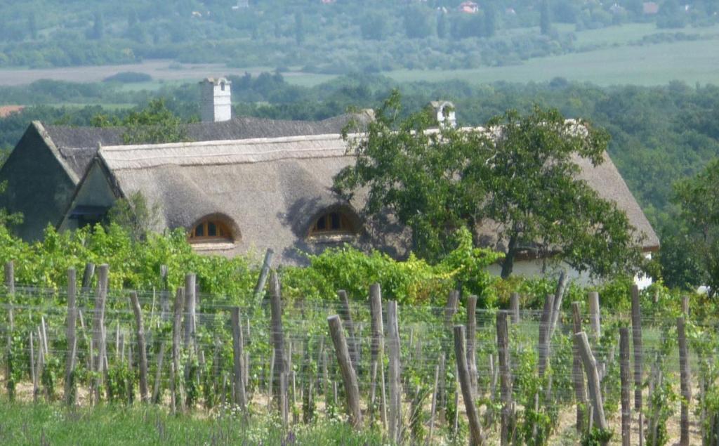 an old house in a vineyard with a bunch of vines at Traditional cottage at Lake Balaton in Vászoly