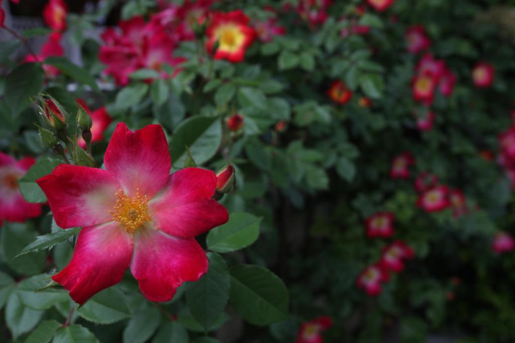 La Quinta de los Cedros - Resim 25