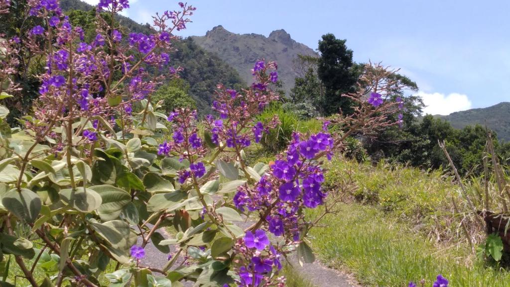 un champ de fleurs violettes avec des montagnes en arrière-plan dans l'établissement Les Pimentiers de Papaye, à Saint-Claude